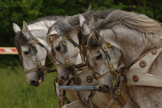 Ben-Hur au Stade de France (Robert HOSSEIN / Mario LURASCHI)